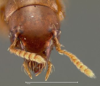 Media type: image;   Entomology 27501 Aspect: head frontal view